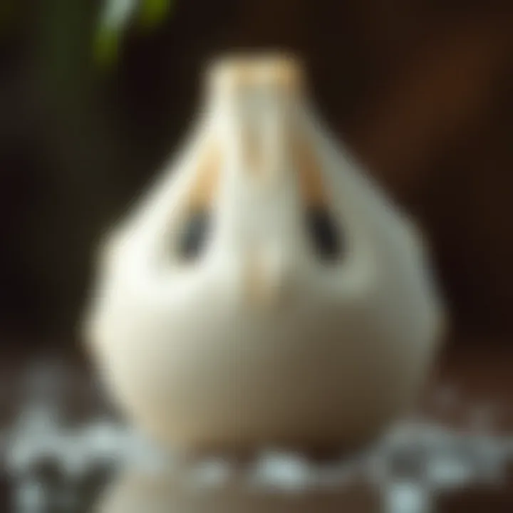 Magnificent Cocos 코인에 대한 심층 분석